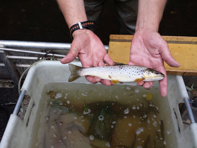 Fish monitoring Ruhr
