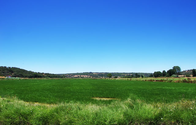 Rice field in the south of Portugal